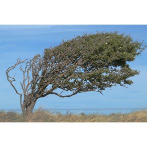 Kort A5 - Vindblst hvidtjrn