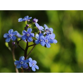 Kort A5 - Forglemmigej 