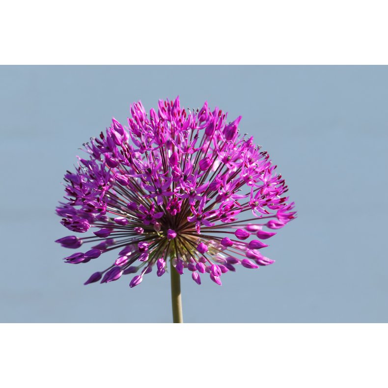 Kort A5 - Allium - Prydlg