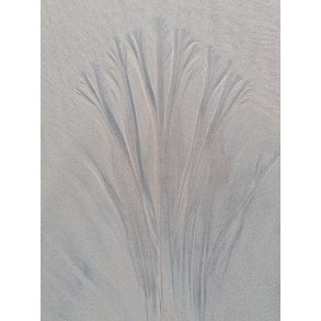 Foto - Aftryk af tang i sand 2