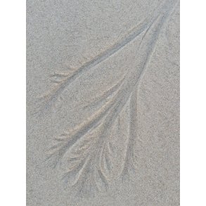 Foto - Aftryk af tang i sand