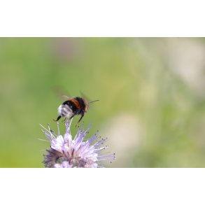 Foto - Humlebi p� vej