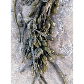 Foto - Bl�retang p� stranden