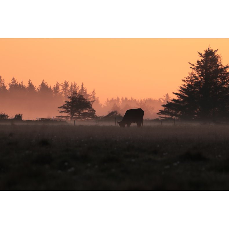 Foto - Morgensol