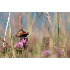 Foto - N�ldens takvinge