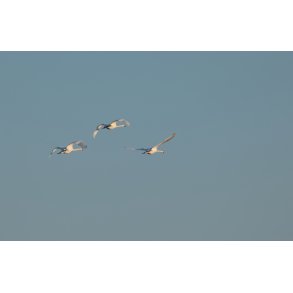 Foto - Svaner i morgensolen