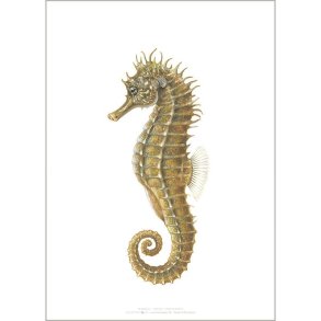 Plakat A4 - S�hest - Kunstprint 