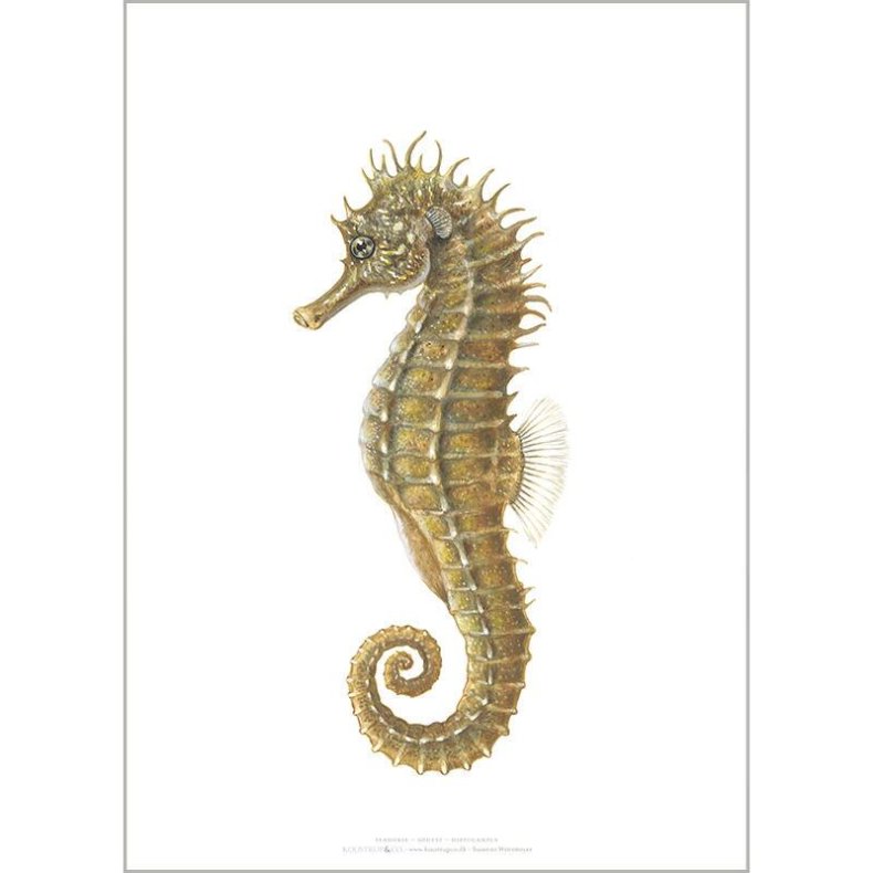 Plakat A4 - S�hest - Kunstprint 