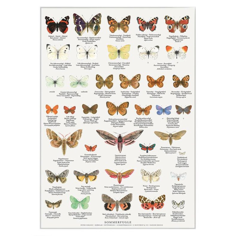 Plakat A4 - Sommerfugle