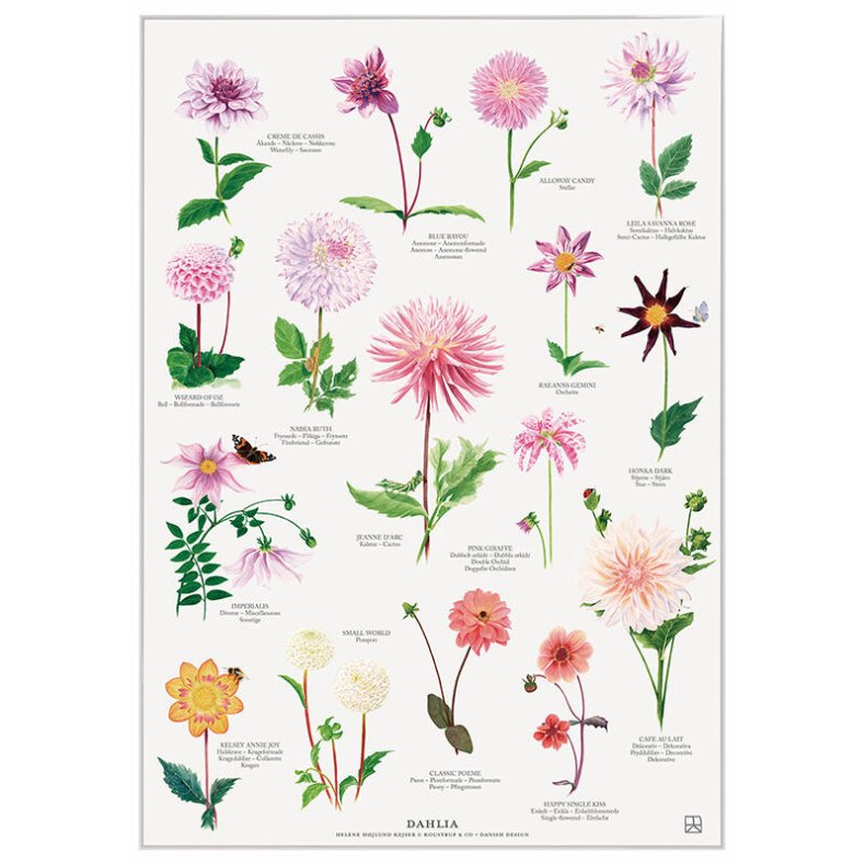 Plakat A4 - Dahlia