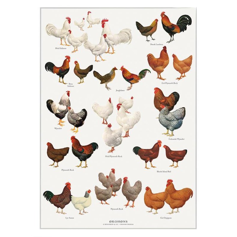 Plakat A4 - ko Hns