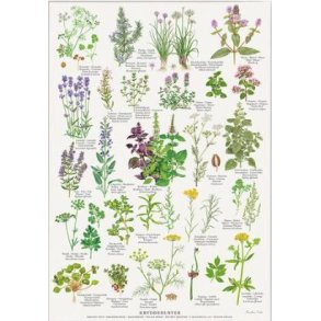 Plakat A4 - Krydderurter