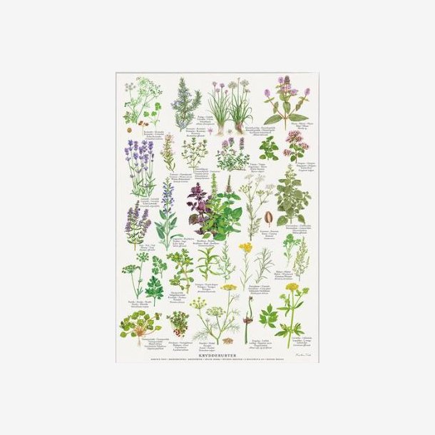 Plakat A4 - Krydderurter 
