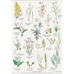 Plakat A4 - Strandplanter - Kommer p lager igen