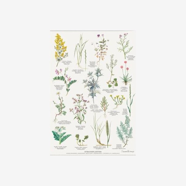 Plakat A4 - Strandplanter - 