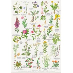 Plakat A4 - Lgeplanter - Kommer p lager igen