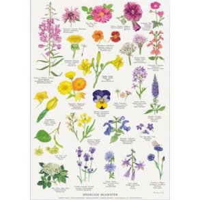 Plakat A4 - Spiselige blomster