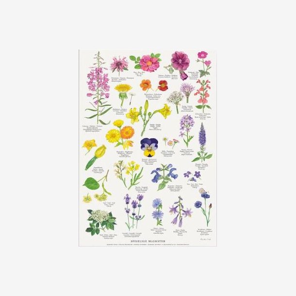 Plakat A4 - Spiselige blomster