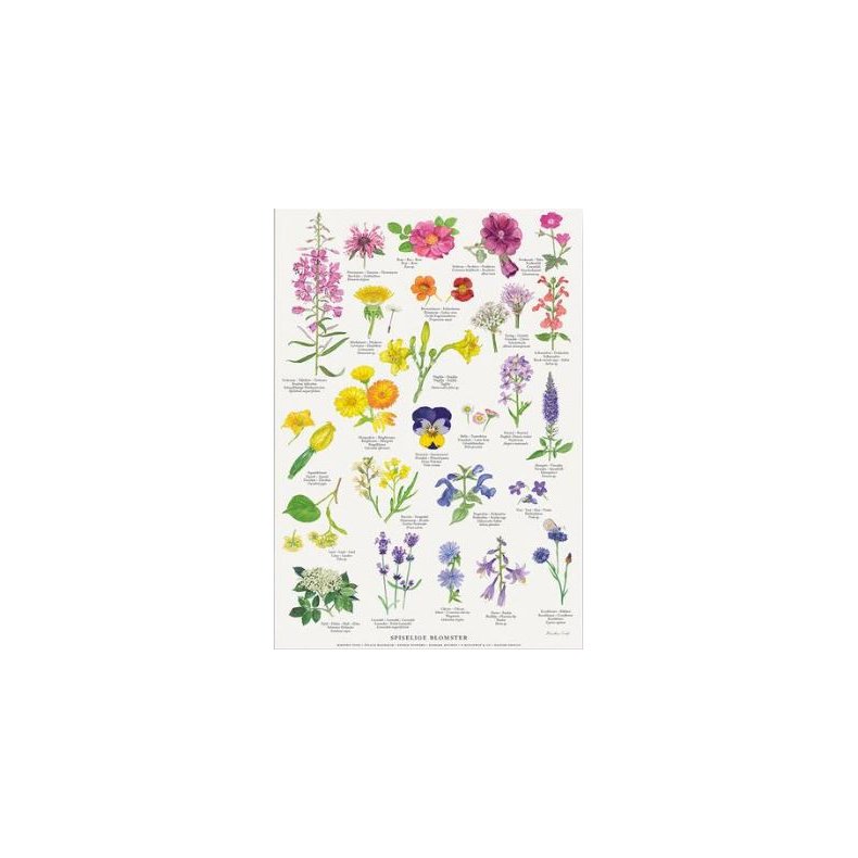 Plakat A4 - Spiselige blomster