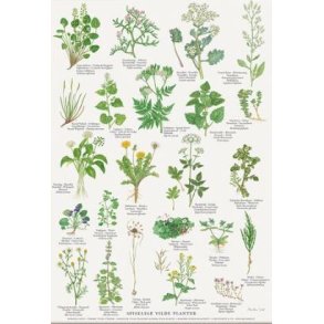Plakat A4 - Spiselige vilde planter - Kommer p lager igen