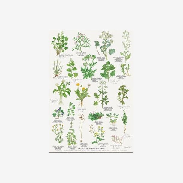 Plakat A4 - Spiselige vilde planter 