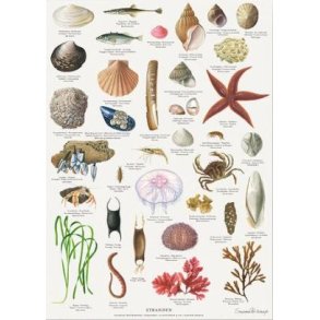 Plakat A4 - Stranden