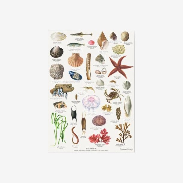 Plakat A4 - Stranden