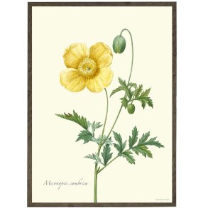 Plakat A4 - Gul valmue - Uden ramme