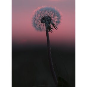 Kort A5 - Mlkebtte i solnedgang